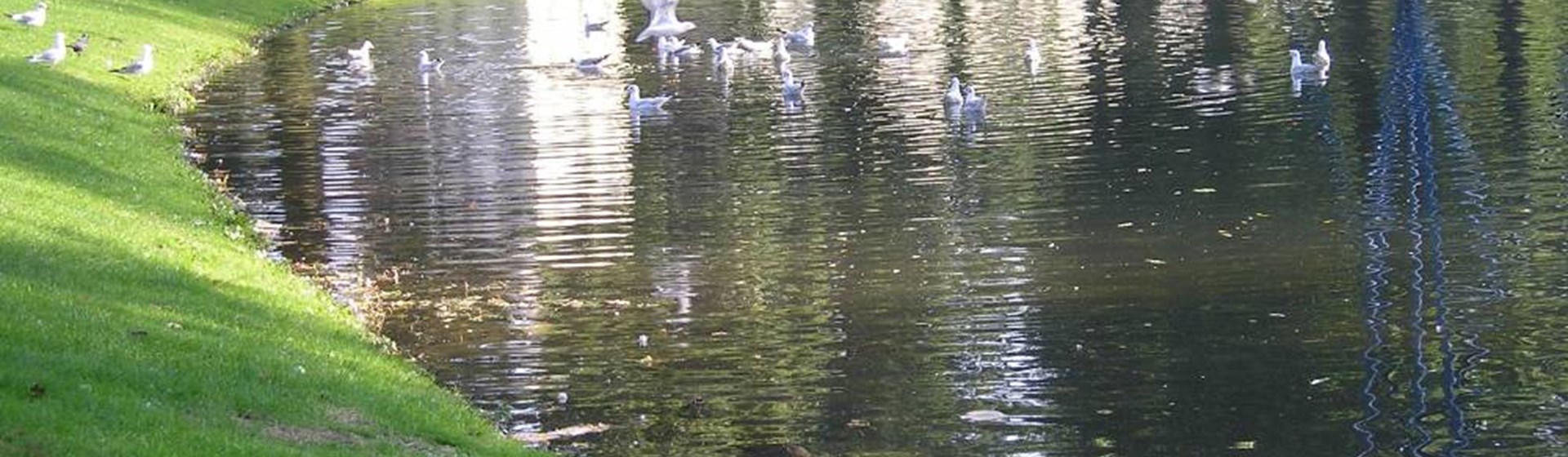 SUDS water retention ponds.jpg